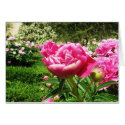 ROSE - flower close up cards