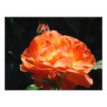 Rose Flower Garden Photography Fine art prints photography