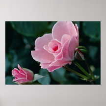 Rose flowers poster