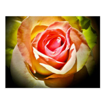 Rose - Für Dich Postkarten