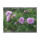 Rose Garden Postcards
