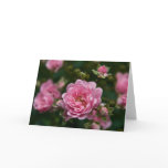 Rose :: Greeting Card