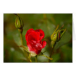 rose greeting card