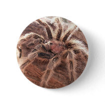 Rose Hair Tarantula