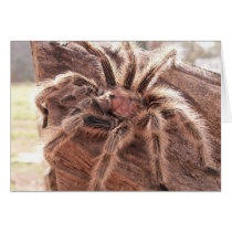 Rose Hair Tarantula