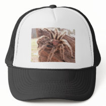 Rose Hair Tarantula