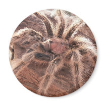 Rose Hair Tarantula