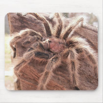 Rose Hair Tarantula