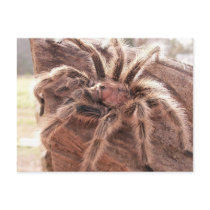 Rose Hair Tarantula