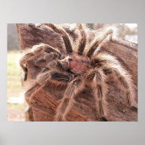 Rose Hair Tarantula