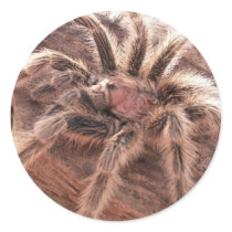 Rose Hair Tarantula