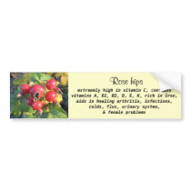 Rose hips bumper sticker