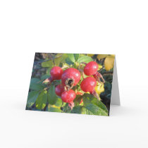 Rose hips greeting card