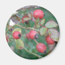 Rose Hips Magnets