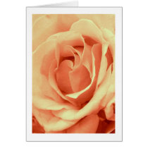 Rose in "Ballet Pink"