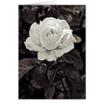 Rose in Black and White cards