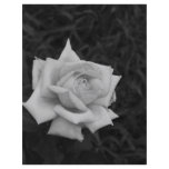 Rose in Black and White flyers