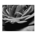 Rose in black and white photo print
