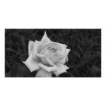 Rose in Black and White photo cards