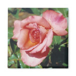 ROSE in BLOOM  - magnet