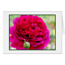 Rose in Full Bloom Greeting Card
