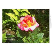 Rose in full bloom greeting cards