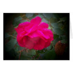 Rose in the rain greeting cards