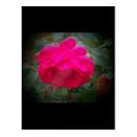 Rose in the rain post cards