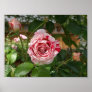 Rose in Variegated Colours