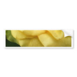 rose  in yellow