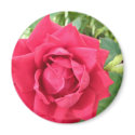 Rose magnets