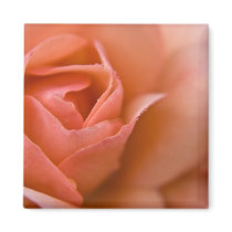 Rose :: Magnet