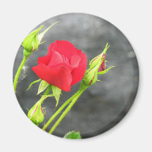 Rose Magnet