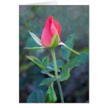 Rose - Marmalade Sky Card
