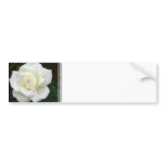 Rose Meanings Bumper Sticker bumper stickers