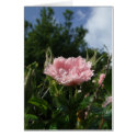 Rose of May cards