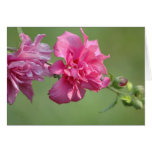 Rose of Sharon Cards