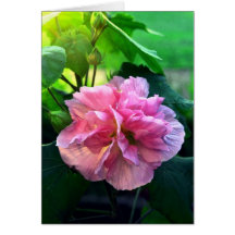 Rose of Sharon Cards