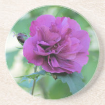 Rose of Sharon coaster