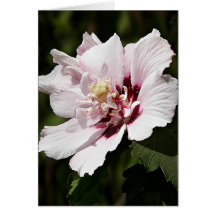 Rose of Sharon Greeting Cards