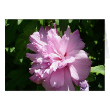 Rose Of Sharon Notecard