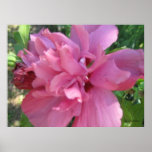 Rose of Sharon Poster