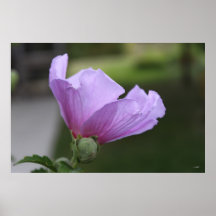 Rose of Sharon Poster