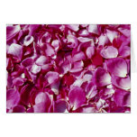 Rose petals  flowers greeting card