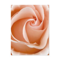 Rose Photo Postcard