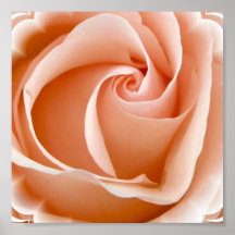 Rose Photo Poster Print