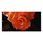 Rose photo cards