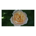 Rose Picture Card