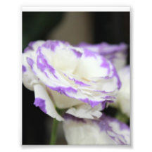 Rose Photo