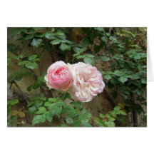 Rose "Pierre de Ronsard" Card